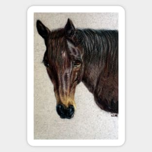 Dee - horse portrait Sticker